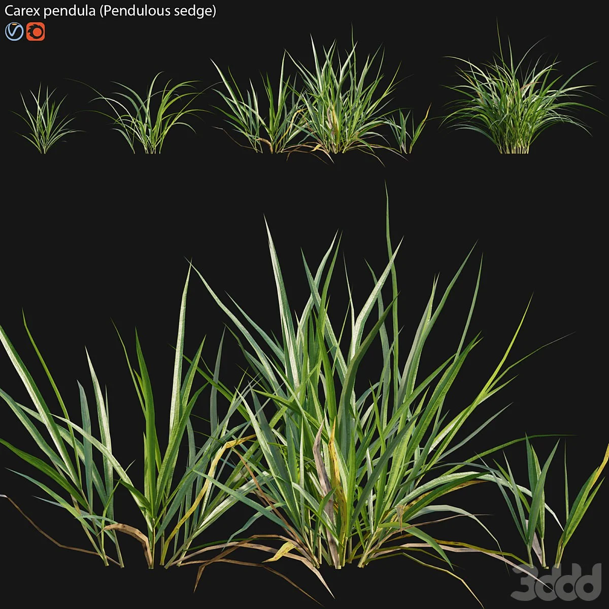 Carex pendula - Pendulous sedge -01